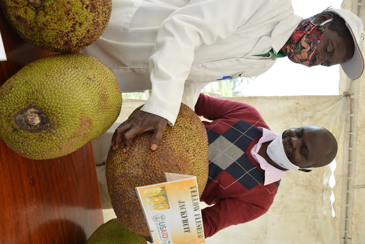 Scientists from Kenya Agricultural and Livestock Research Organisation at farm in Naivasha.