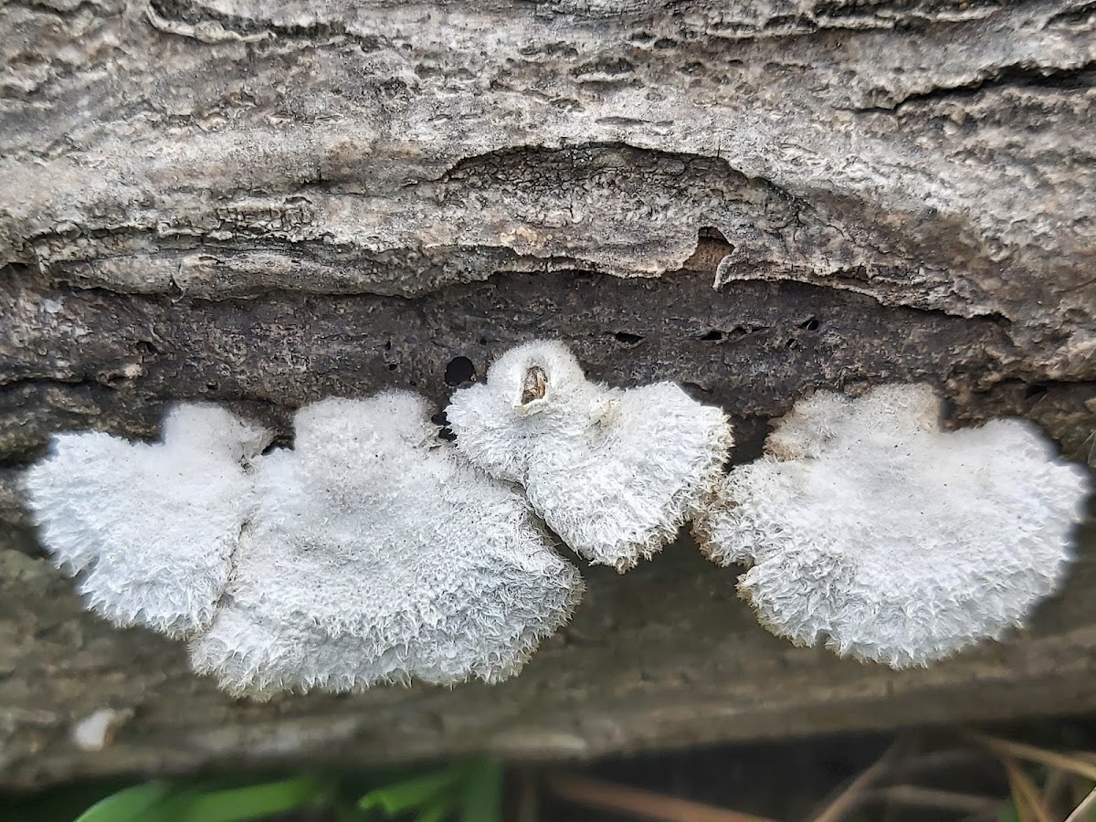 Split-gill mushroom