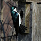 Tree Swallow (Male)