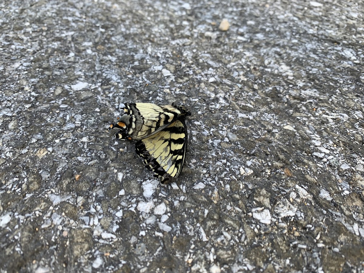 Eastern Tiger Swallowtail Butterfly