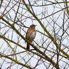 Song Thrush