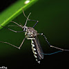 Culicine Mosquito