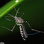 Culicine Mosquito