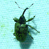 True Weevil or Snout Beetle