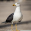 Lesser Black-backed Gull