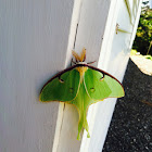 Luna Moth