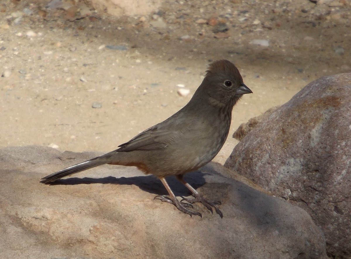 Canyon Towhee