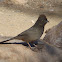 Canyon Towhee