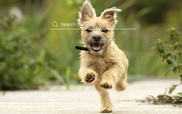 Cairn Terriers HD Wallpapers Dog Theme