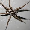 Rabid Wolf Spider