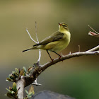 Icterine warbler