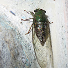 Cicada