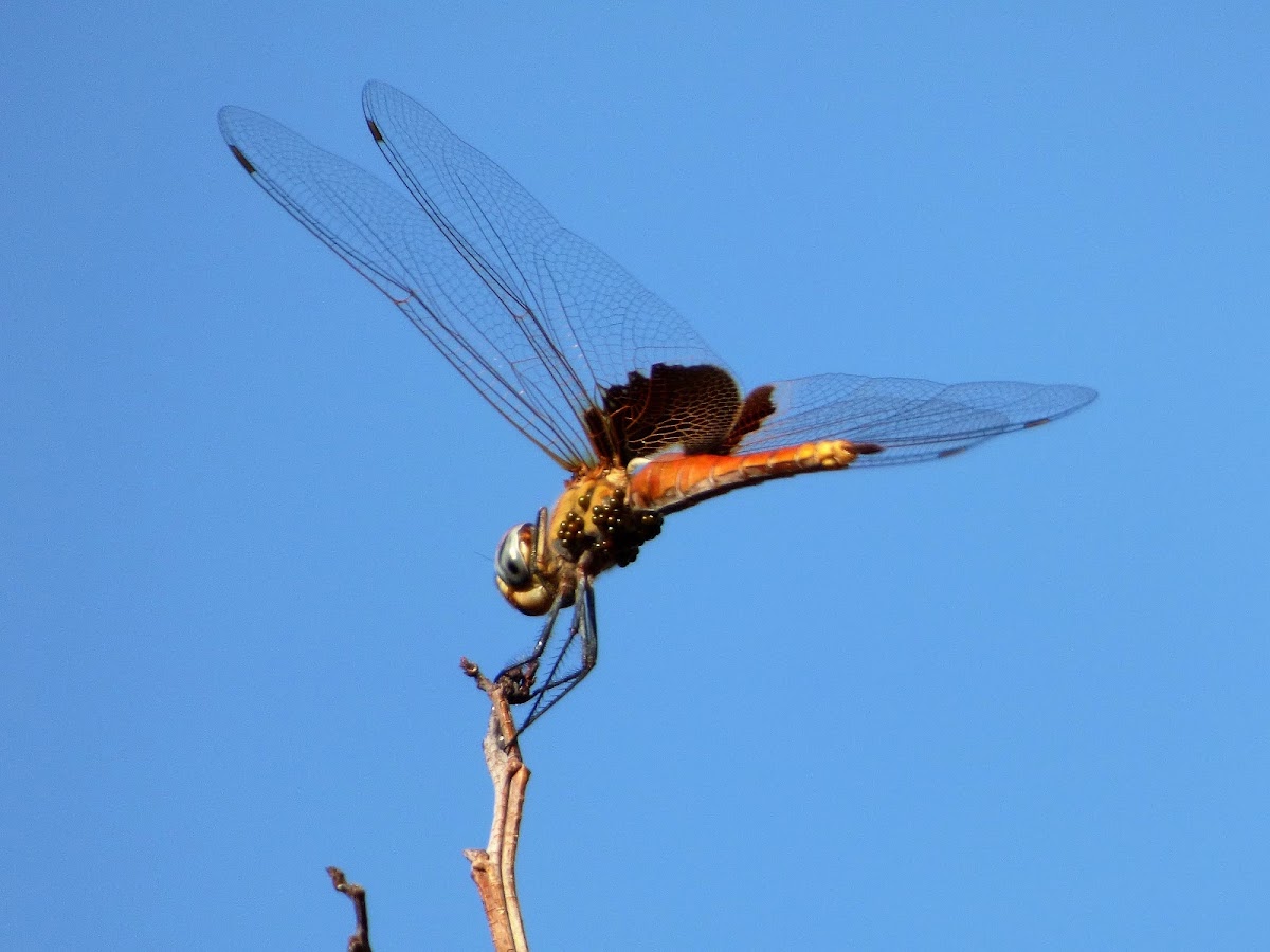 Saddlebags Glider