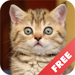 Cats sounds Apk