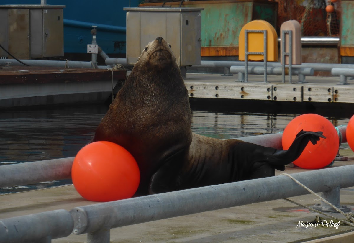 Steller Sea lion