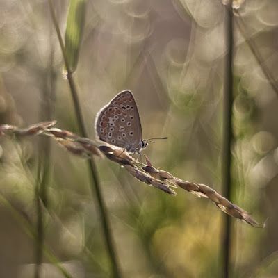 Armonia della natura di RobertaSilvestro