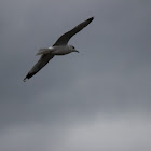 ring-billed gulls