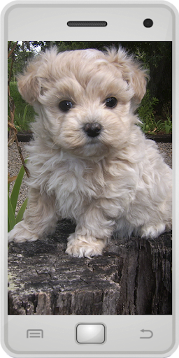 Maltipoo