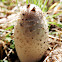 Shaggy Ink Cap