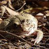 Giant Frog