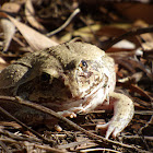 Giant Frog