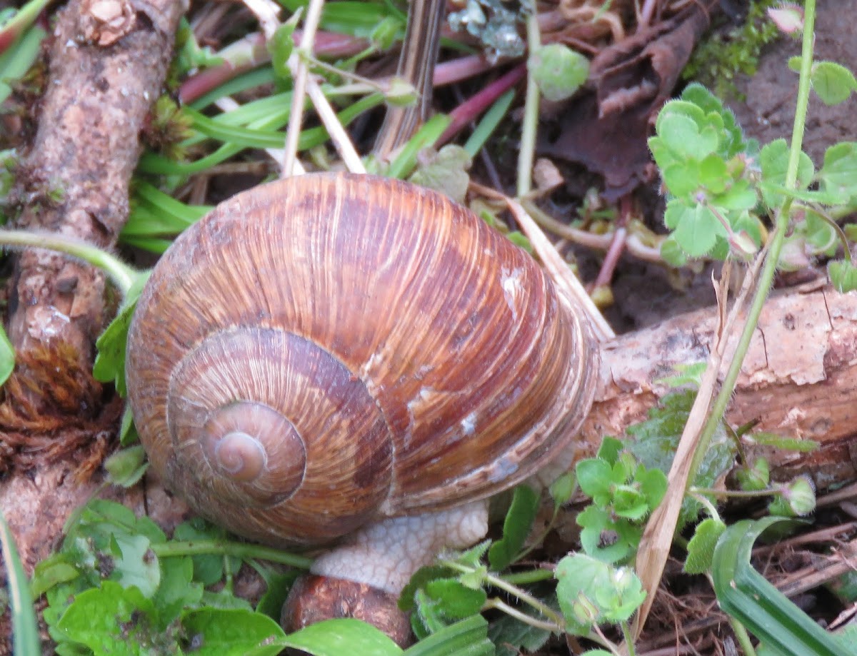 Burgundy Snail