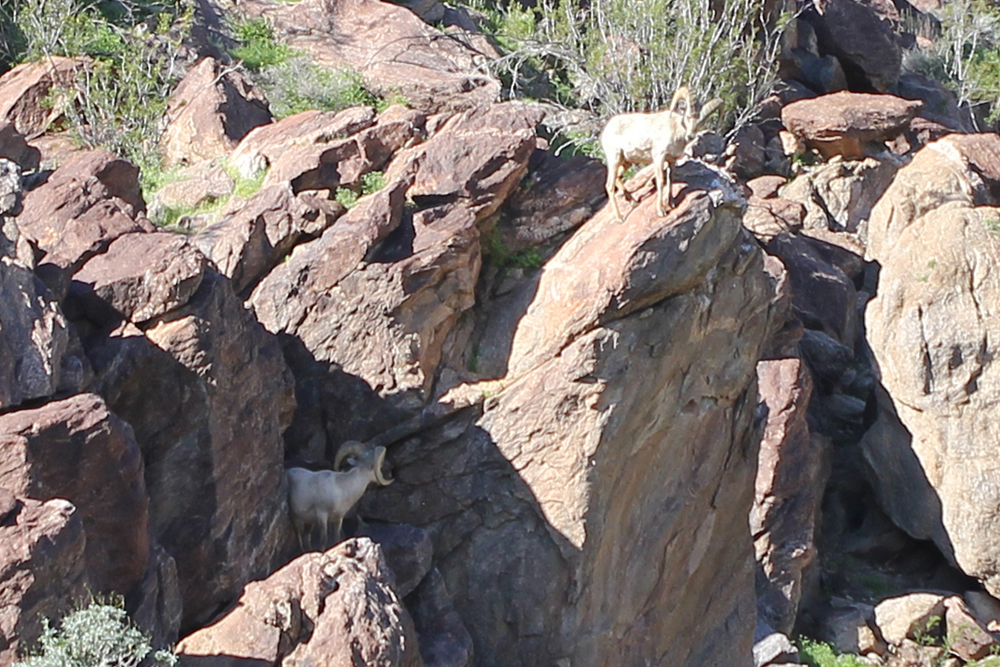 Desert Bighorn Sheep