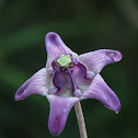 Crown flower (lavender colour)