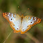 White Peacock Butterfly