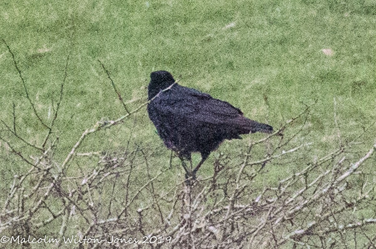 Carrion Crow