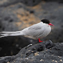 Charrán ártico (Arctic tern)