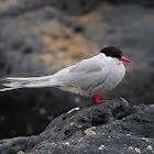 Charrán ártico (Arctic tern)