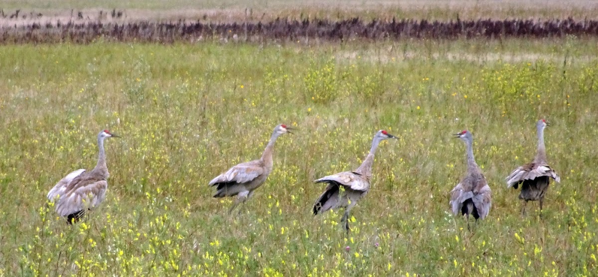 Sandhill Cranes