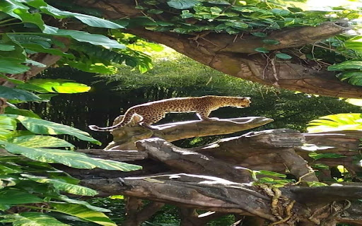 Leopard Walking wallpaper screenshot 1