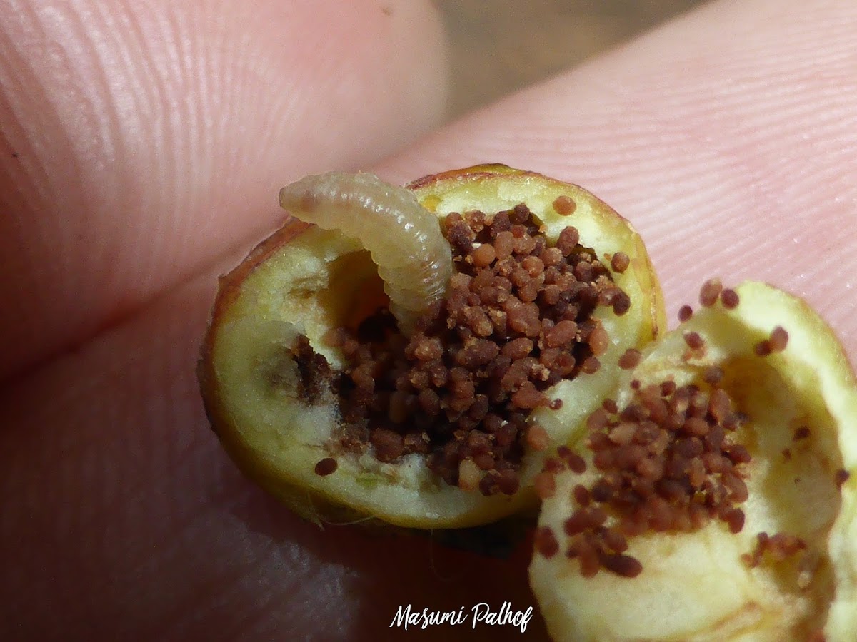 Willow Apple Gall Sawfly