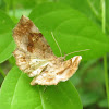 Decorated Owlet Moth