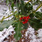 American holly