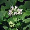 Virginia Waterleaf