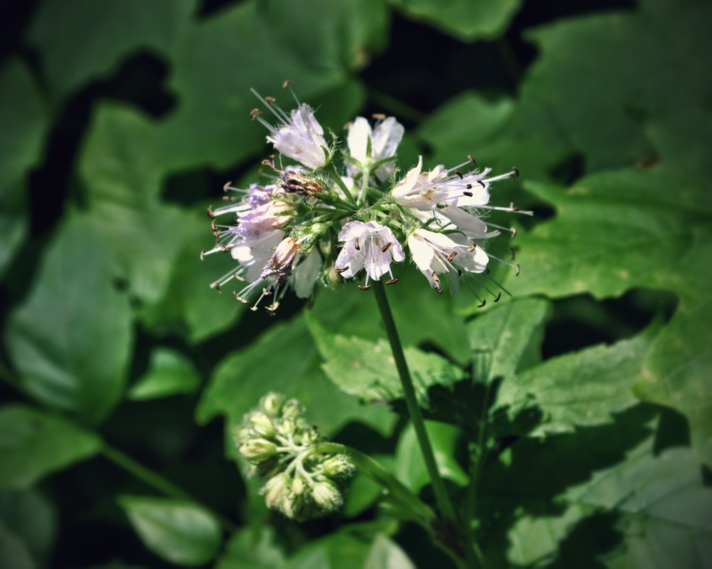 Virginia Waterleaf