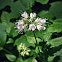 Virginia Waterleaf