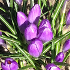 Crocus