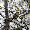 Golden-crowned Sparrow