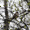 Golden-crowned Sparrow