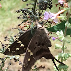 Long-tailed Skipper