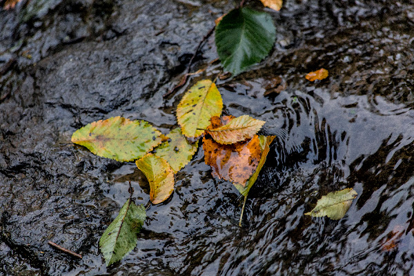 l'assordante rumore dell'autunno di MauMarty