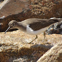 Common Sandpiper