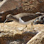 Common Sandpiper