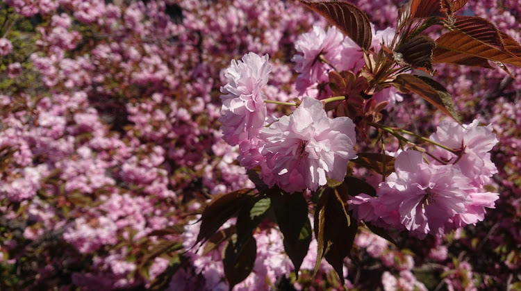 WiLLサイファの青空コラボ・桜コラボ・花チューン・エアコン復活・スタバに関するカスタム事例の投稿画像7枚目