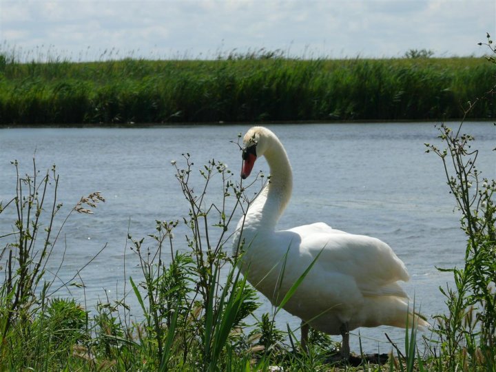 Cigno di spyrogyra