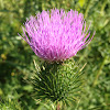 Bull thistle